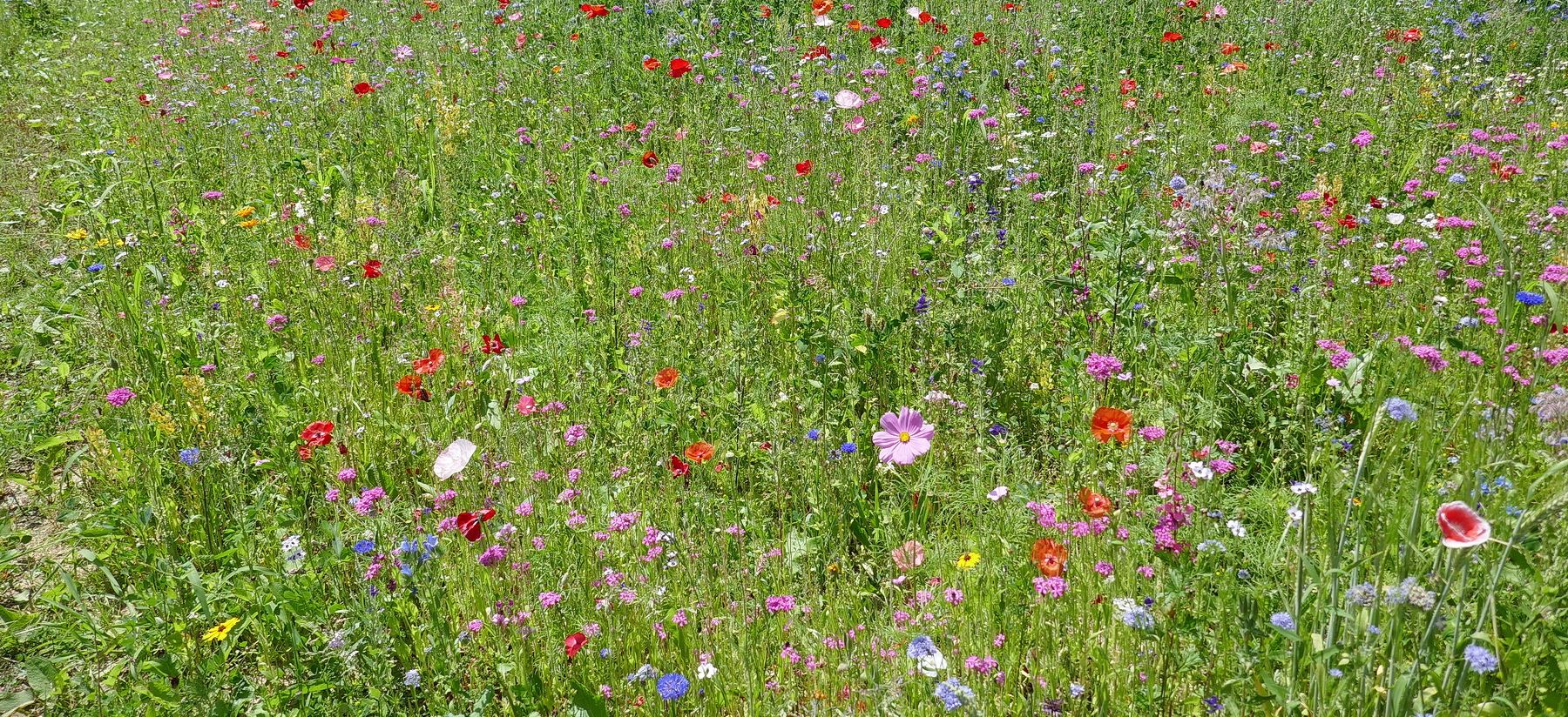 blumenhintergrundhome